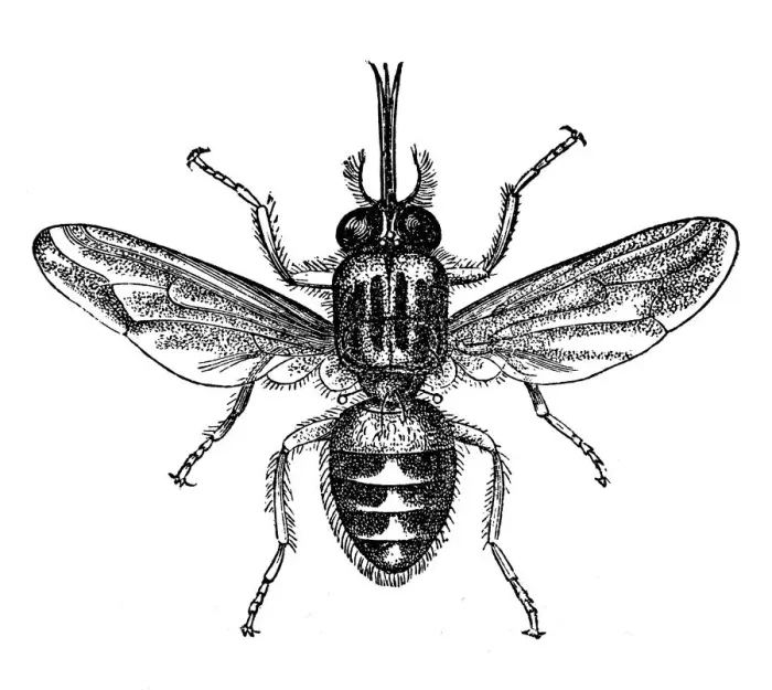 Framed Print : Tik-Tik fly or Tsetse (Glossina morsitans) Framed Print : Tik-Tik fly or Tsetse (Glossina morsitans)