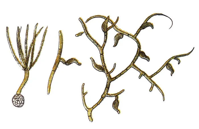 Framed Print : Tilletia tritici is the causal agent of common bunt of wheat Framed Print : Tilletia tritici is the causal agent of common bunt of wheat