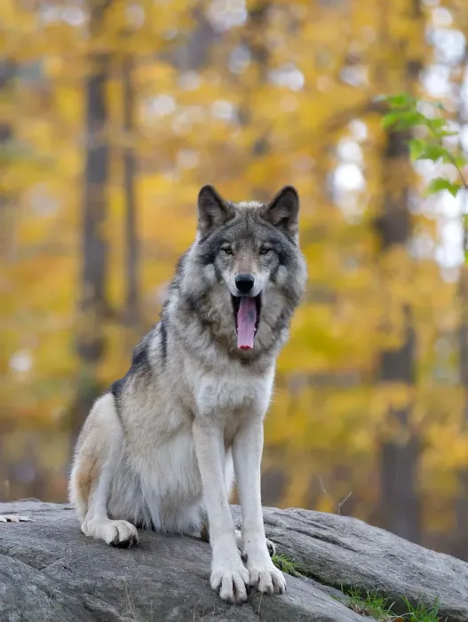Framed Print : Timber Wolf Framed Print : Timber Wolf