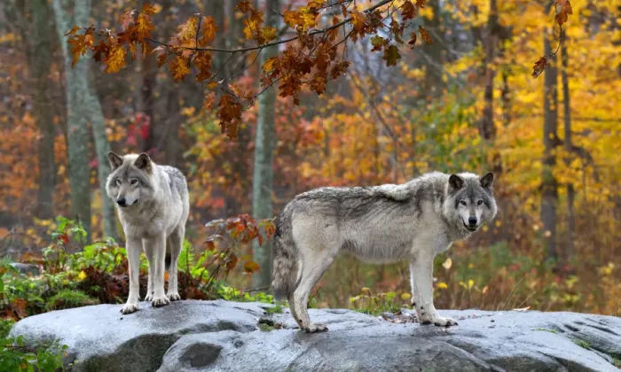 Framed Print : Timber Wolf Framed Print : Timber Wolf