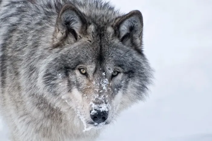 Framed Print : Timber Wolf