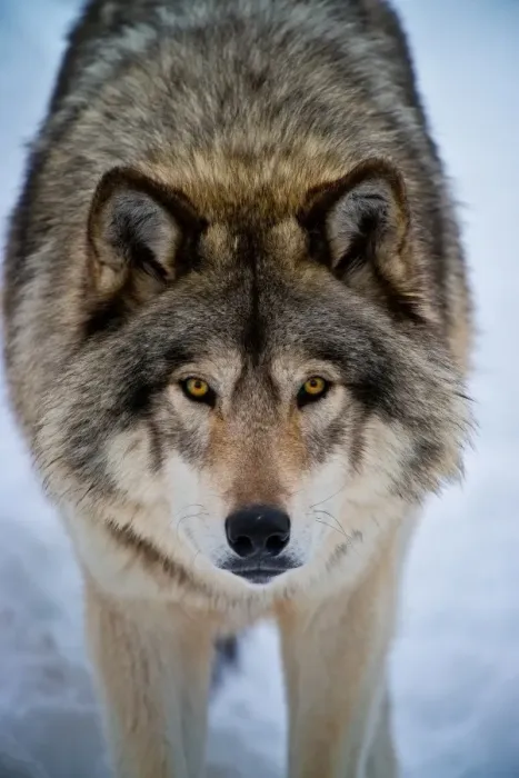Framed Print : Timber Wolf Framed Print : Timber Wolf