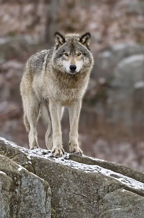 Framed Print : Timber Wolf