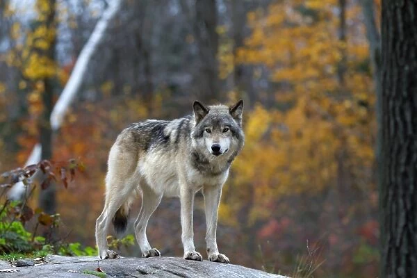 Timber Wolf 14