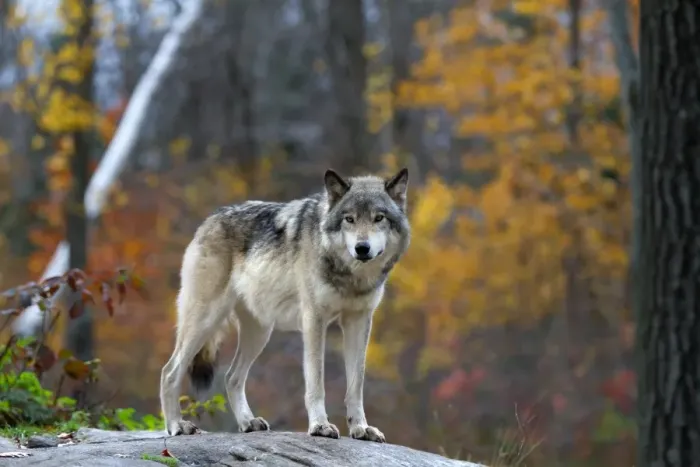 Framed Print : Timber Wolf 14 Framed Print : Timber Wolf 14