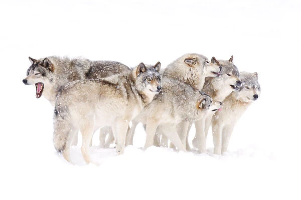 Timber wolf family