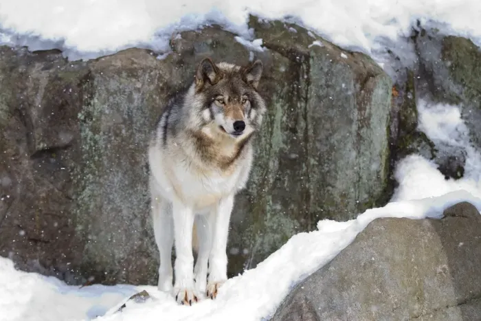 Framed Print : Timber Wolf on Guard Framed Print : Timber Wolf on Guard