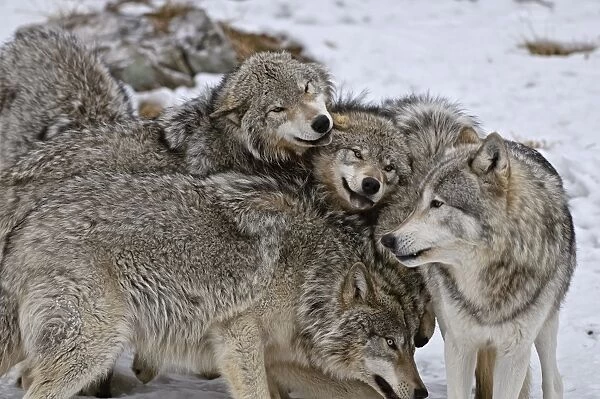 Timber Wolf Pack