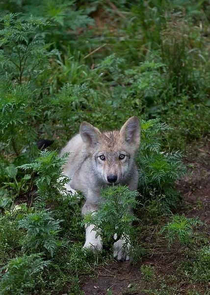 Timber wolf pup