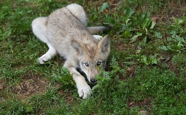 Timber wolf pup