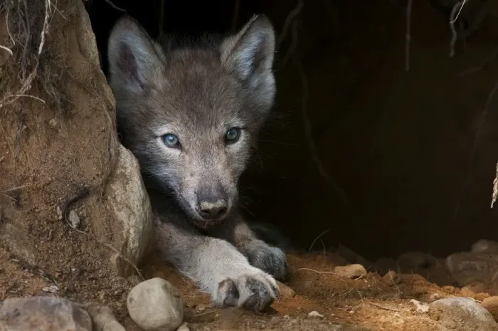 Framed Print : Timber wolf pup Framed Print : Timber wolf pup