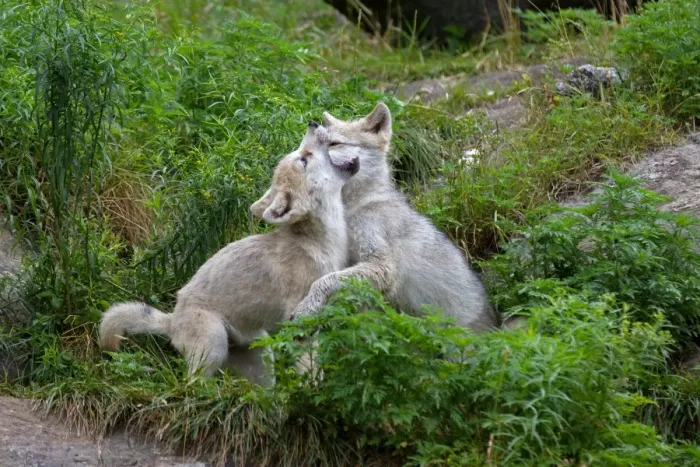 Framed Print : Timber wolf pups Framed Print : Timber wolf pups