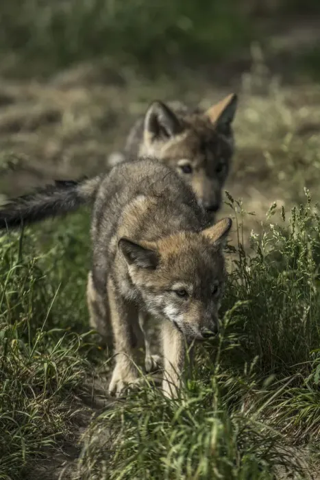 Framed Print : Timber Wolf Pups Framed Print : Timber Wolf Pups
