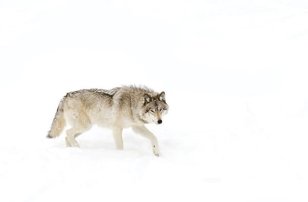 Timber wolf in snow