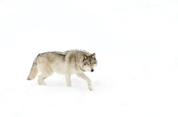 Framed Print : Timber wolf in snow Framed Print : Timber wolf in snow
