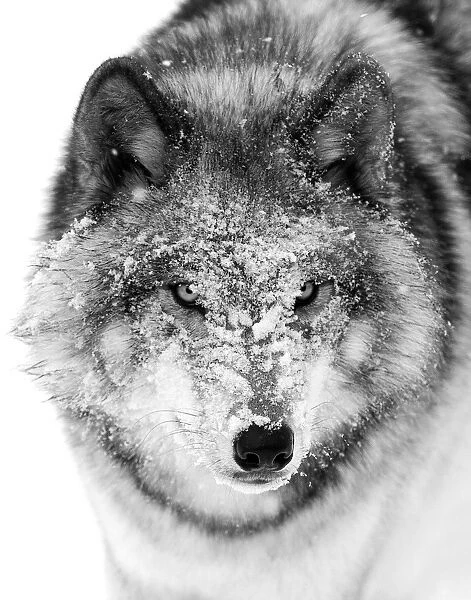Timber wolf snow face