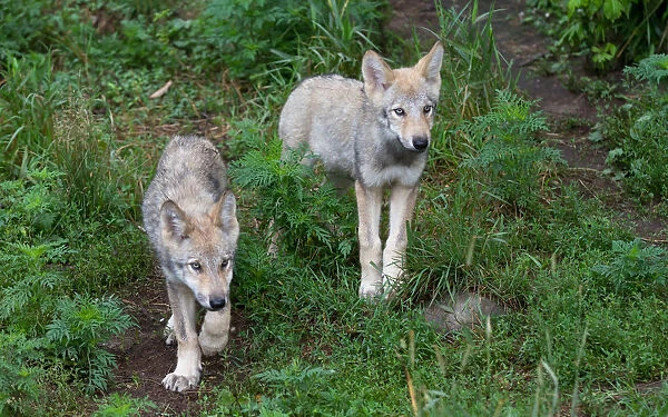 Timber wolf twin pups