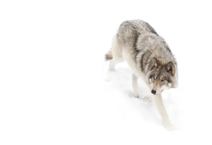 Framed Print : Timber Wolf in winter Framed Print : Timber Wolf in winter