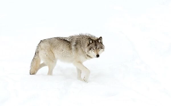 Timber Wolf in winter
