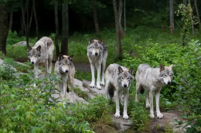 Framed Print : Timber Wolves Framed Print : Timber Wolves