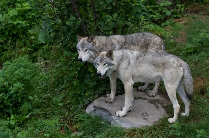 Framed Print : Timber Wolves Framed Print : Timber Wolves