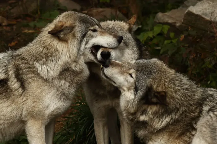 Framed Print : Timber Wolves Framed Print : Timber Wolves