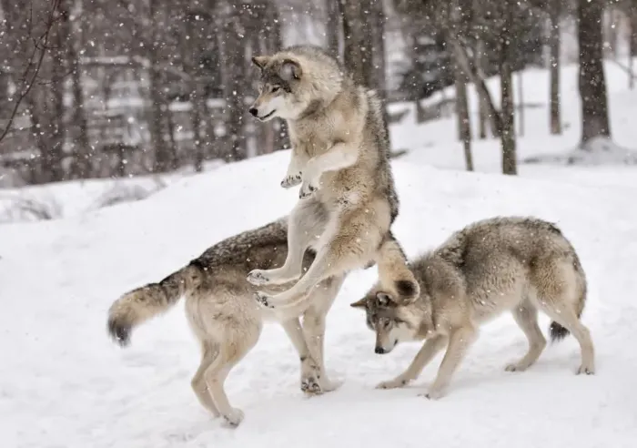 Framed Print : Timber wolves Framed Print : Timber wolves