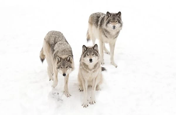 Timber wolves