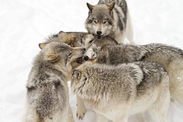 Timber wolves
