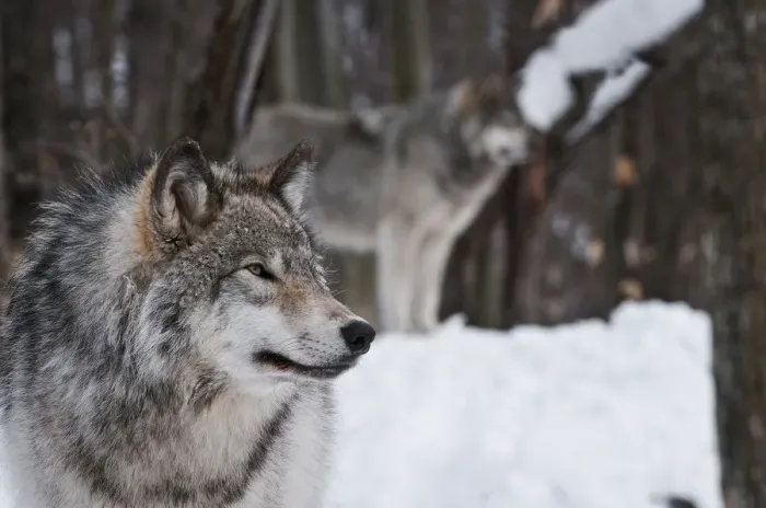 Framed Print : Timber wolves