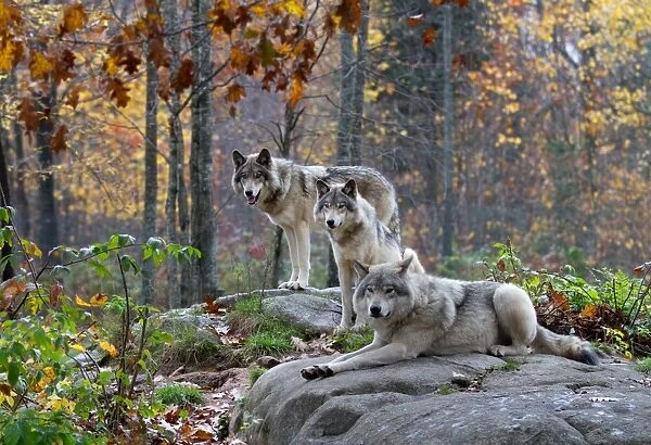 Three Timber wolves in Autumn rain