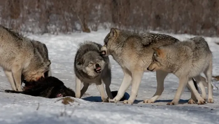 Framed Print : Timber wolves feeding Framed Print : Timber wolves feeding