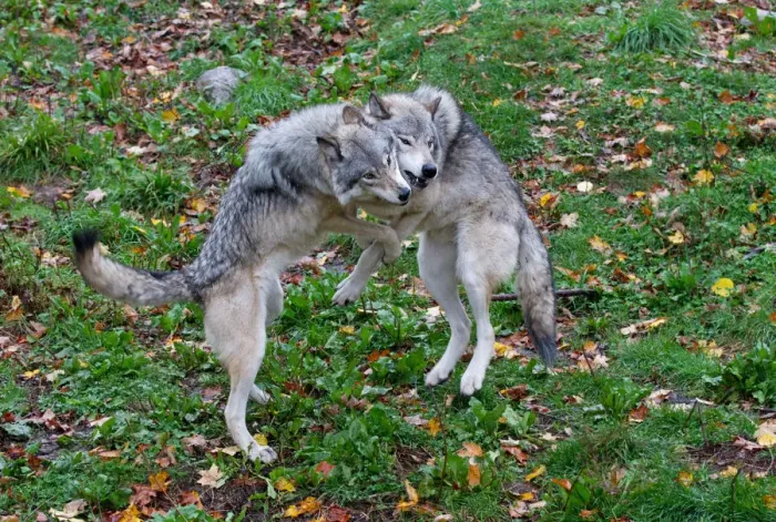 Framed Print : Timber wolves fighting