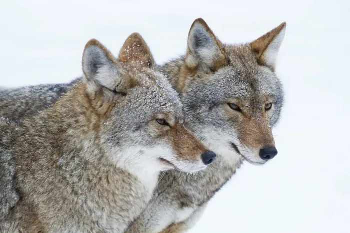 Framed Print : Timber wolves in Winter Framed Print : Timber wolves in Winter