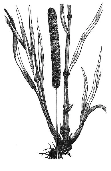 Timothy-grass (Phleum pratense)