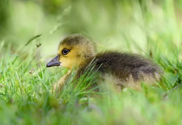 Tiny Canada Goose Baby in Soft Grass