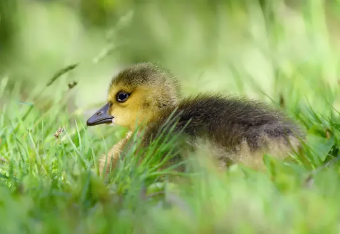 Framed Print : Tiny Canada Goose Baby in Soft Grass