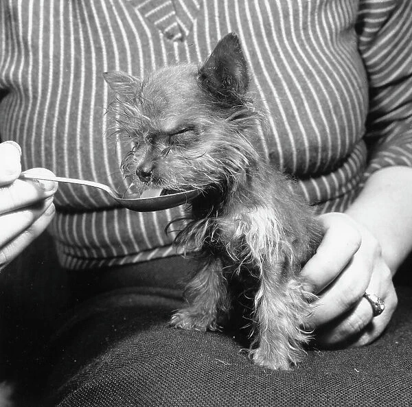 Tiny Dog. One of the smallest dogs in the world drinking from a spoon