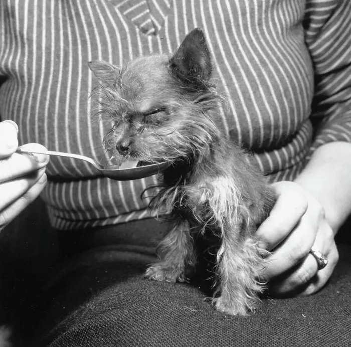 Framed Print : Tiny Dog. One of the smallest dogs in the world drinking from a spoon Framed Print : Tiny Dog. One of the smallest dogs in the world drinking from a spoon