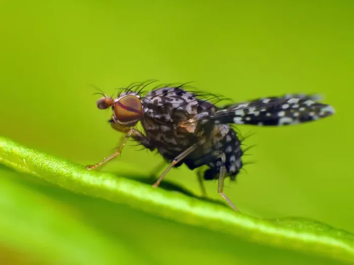 Framed Print : Tiny fly on green leaf Framed Print : Tiny fly on green leaf