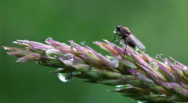 Tiny fly blowing bubbles