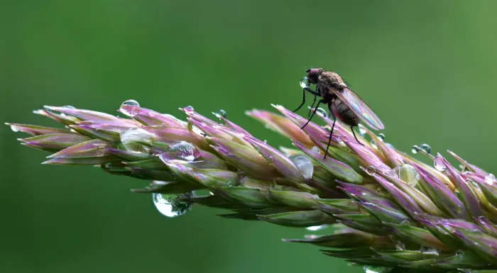 Framed Print : Tiny fly blowing bubbles Framed Print : Tiny fly blowing bubbles