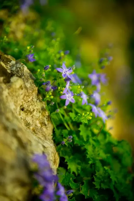 Framed Print : Tiny Purple Flowers at Plitvice Lakes National Park Framed Print : Tiny Purple Flowers at Plitvice Lakes National Park