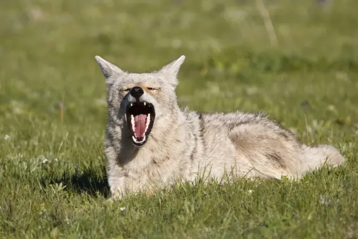 Framed Print : Yawn. Tired coyote chilling out and yawning Framed Print : Yawn. Tired coyote chilling out and yawning