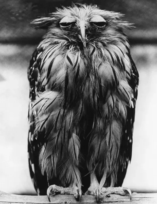Framed Print : Tired Owl. A tired-looking Javan fish owl, 5th December 1973 Framed Print : Tired Owl. A tired-looking Javan fish owl, 5th December 1973