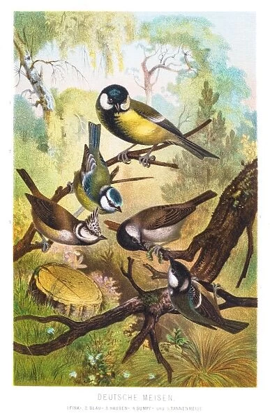 Tit chickadees illustration 1882