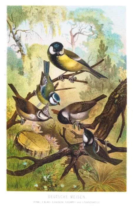 Framed Print : Tit chickadees illustration 1882 Framed Print : Tit chickadees illustration 1882