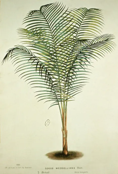 Framed Print : Title: Cocos Weddelliana, Bresil. 12 Framed Print : Title: Cocos Weddelliana, Bresil. 12