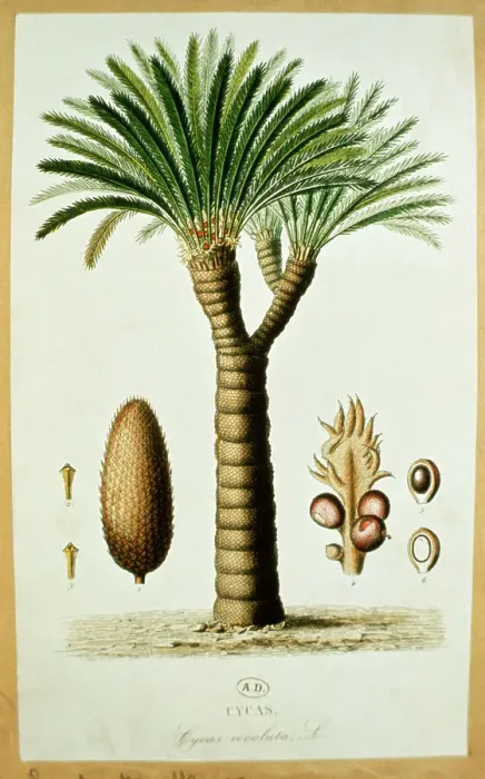 Framed Print : Title: Cycas revoluta, Palm Tree. 12. 40 Framed Print : Title: Cycas revoluta, Palm Tree. 12. 40