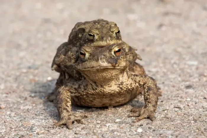 Framed Print : Toad migration, Common toads -Bufo bufo- Framed Print : Toad migration, Common toads -Bufo bufo-